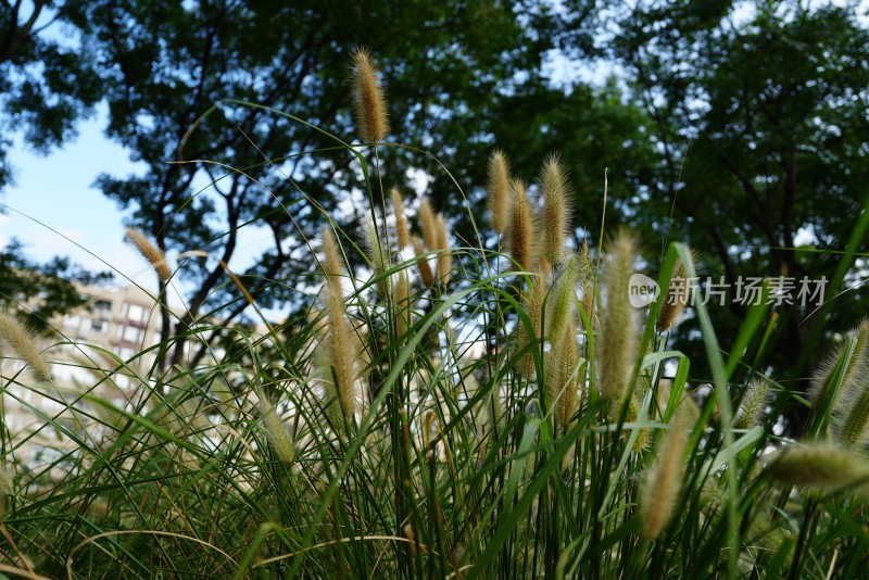 上海街道植物花卉绿色