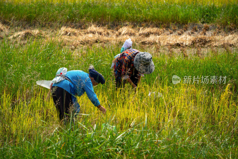 农业农耕农民丰收水稻场景