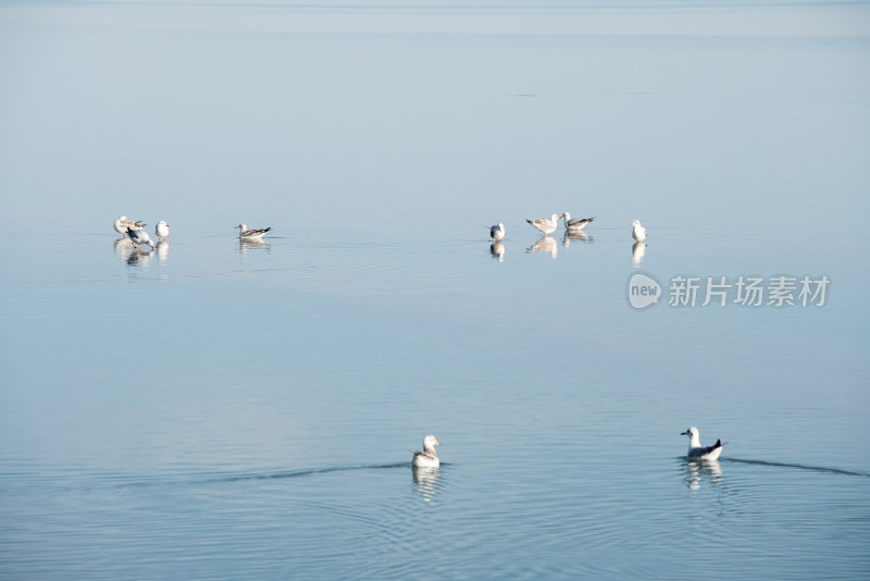 湖泊里聚集的鸟