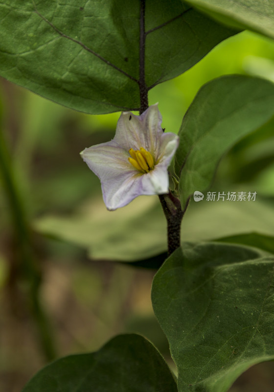 蔬菜园花花草草