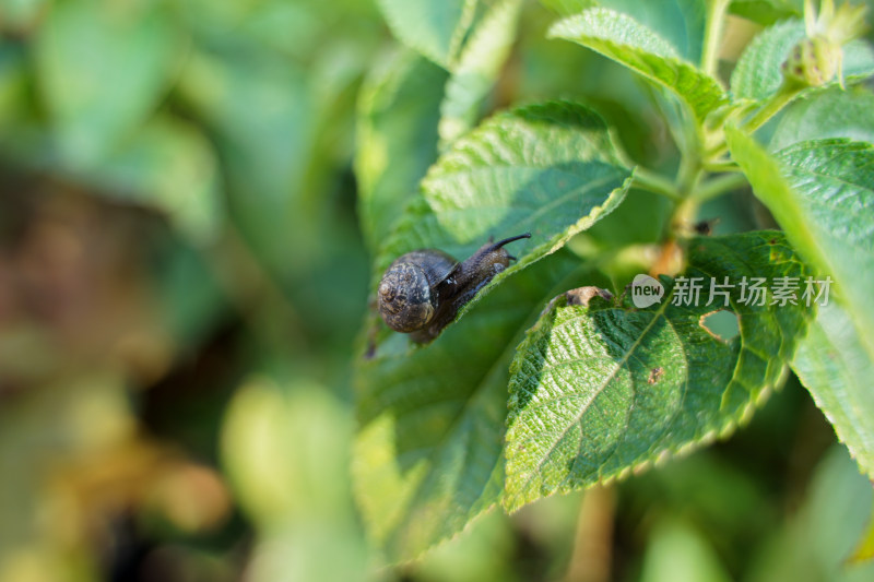 蜗牛在树叶植物上