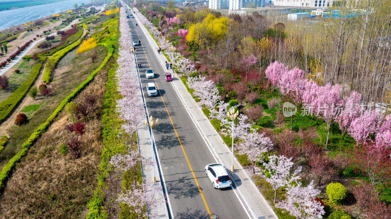 航拍微山樱花大道