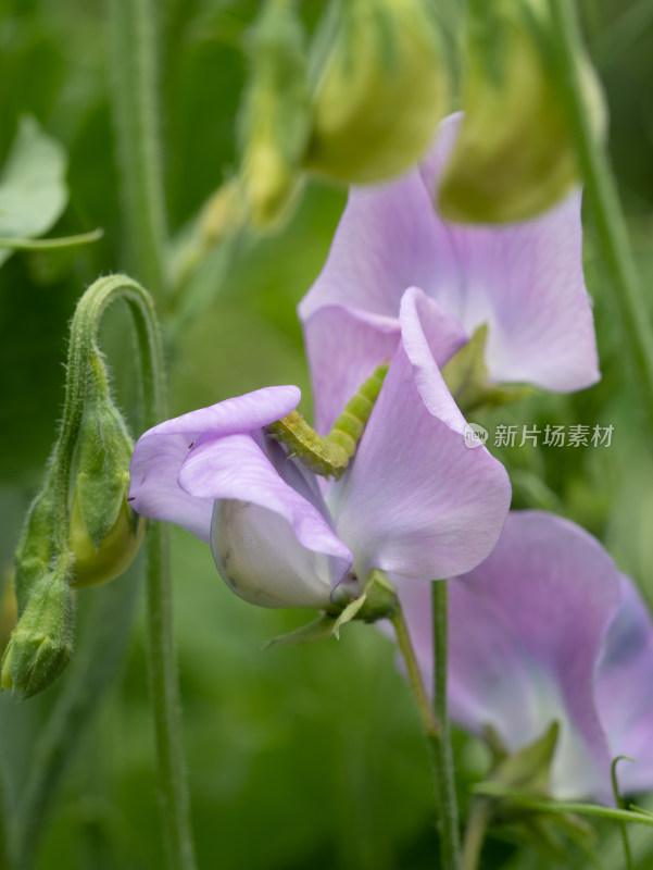 春天的香豌豆开花