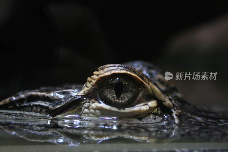 野生动物鳄鱼掠食动物