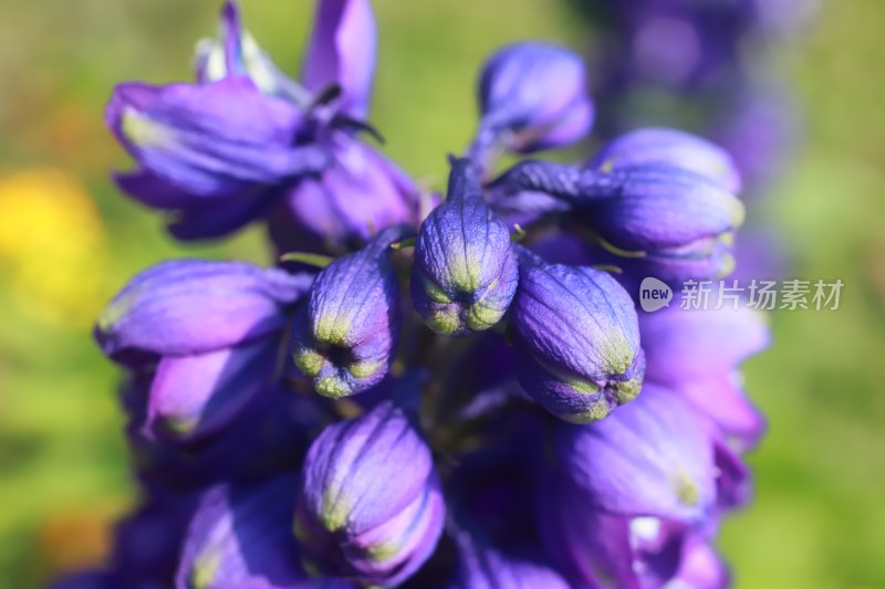 微距花蕾花心花粉植物特写