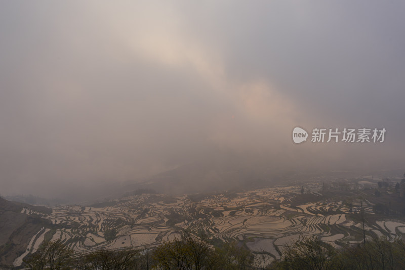 云南红河元阳梯田5-多依树