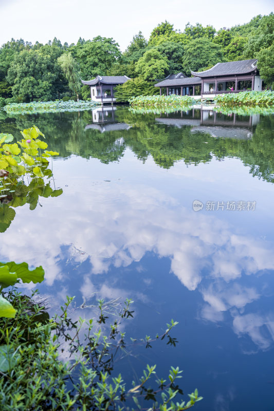 杭州西湖风景区曲院风荷荷花风景