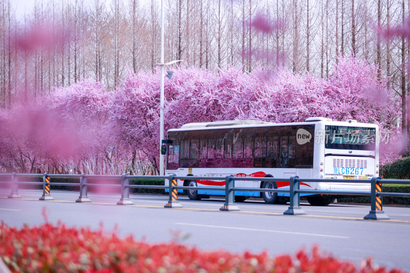 城市道路旁盛开的樱花景观