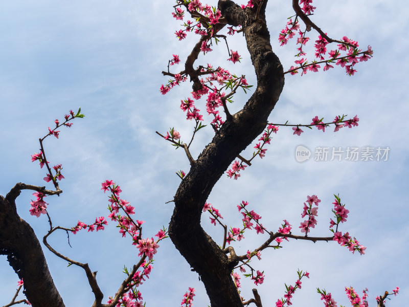 春天桃花盛开