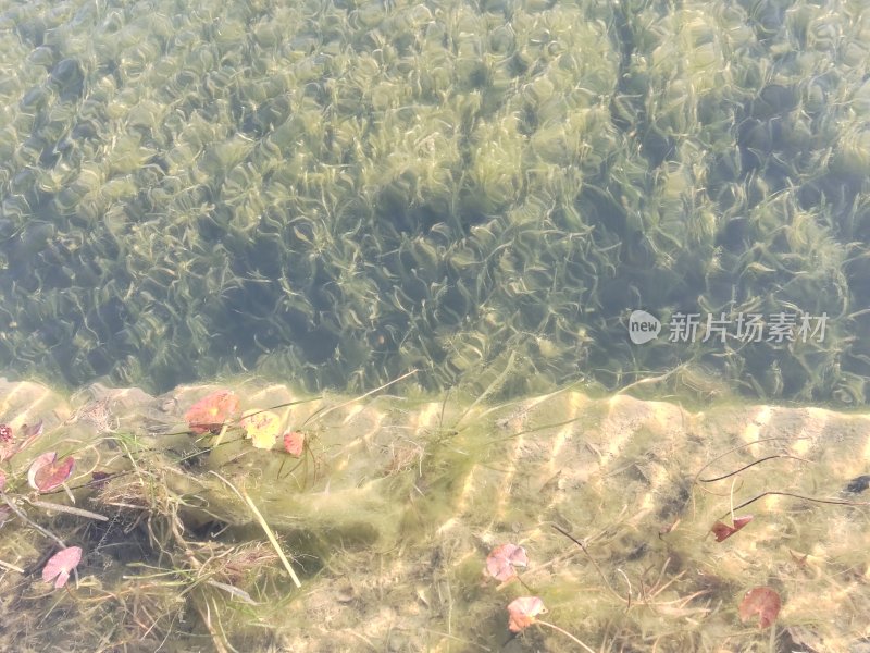 水中生长着水草与粉色叶片的植物