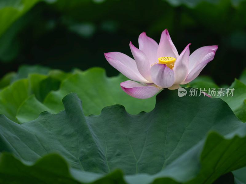 夏季荷塘粉红色莲花盛开