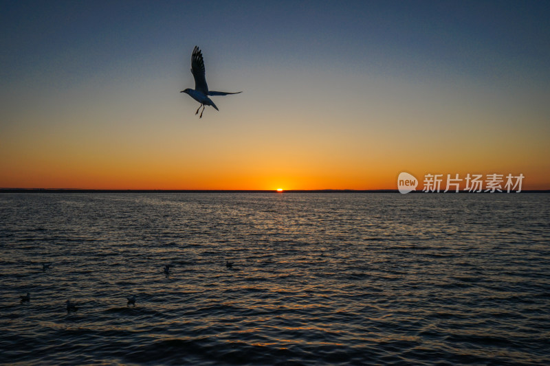 内蒙古额济纳，居延海的日出与海鸥