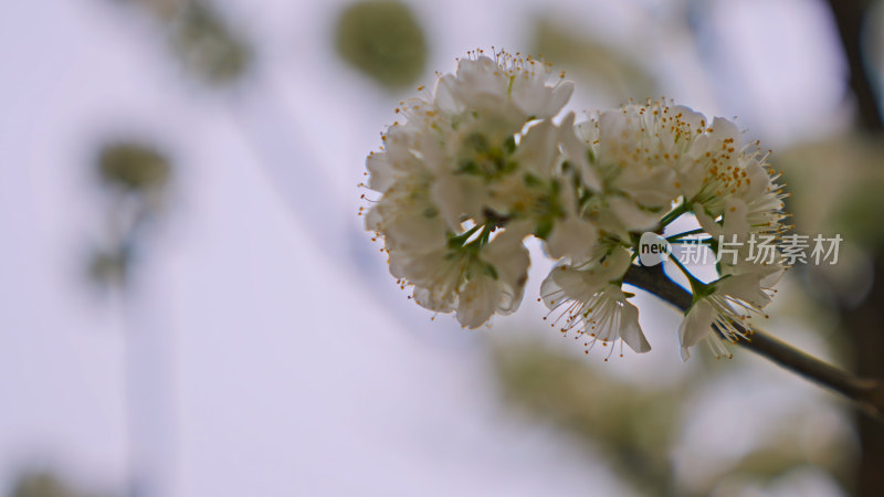 盛开的梨花特写