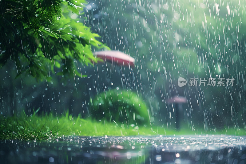 自然风景植物背景雨水