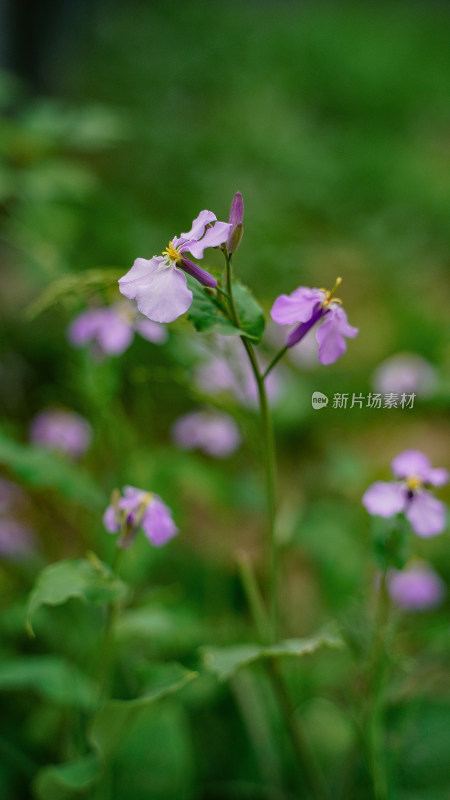 花草素材——二月兰