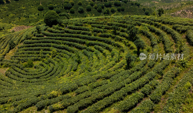 茶叶茶山茶艺茶园采茶茶红茶绿茶春茶茶叶茶