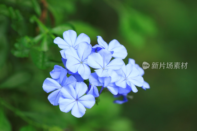 蓝花丹花朵
