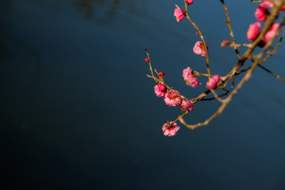 水边盛开的粉色梅花枝特写