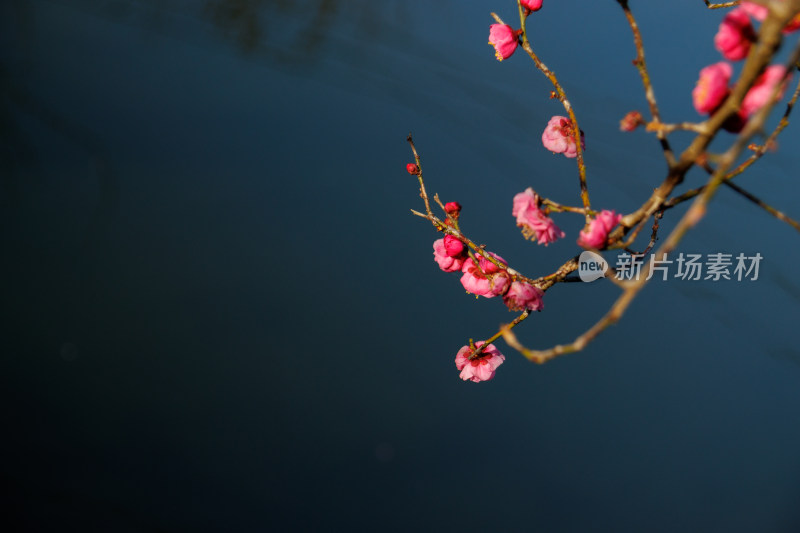 水边盛开的粉色梅花枝特写