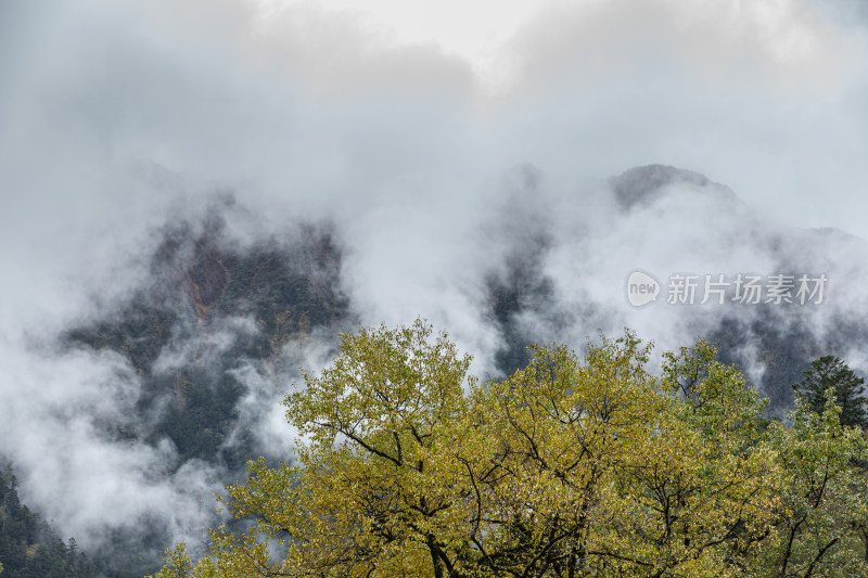 秋天树林云雾山峰