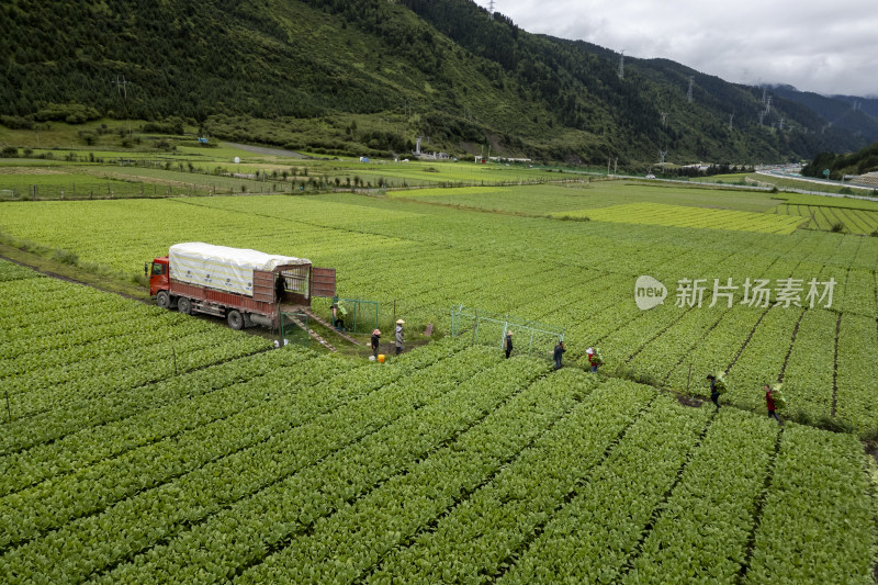 一辆卡车在阿坝州蔬菜基地里装运蔬菜