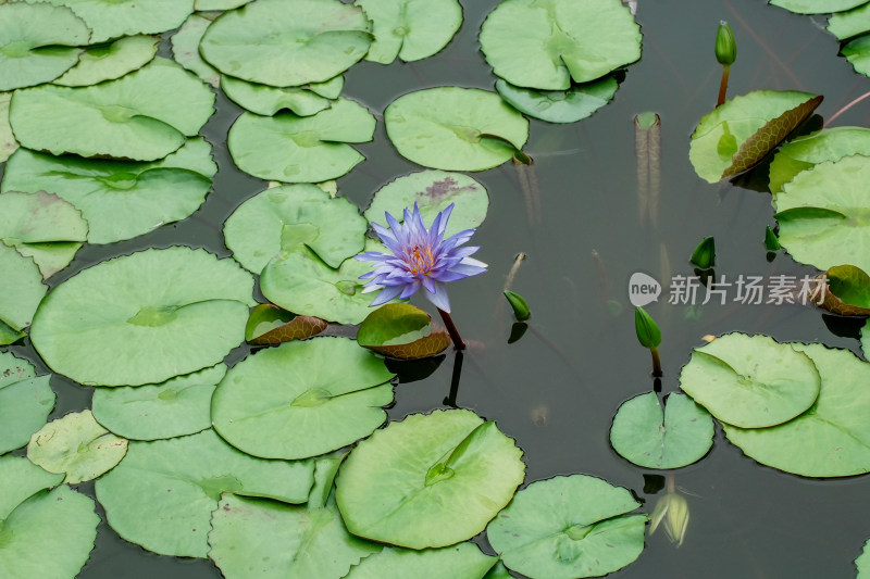 北京国家植物园睡莲