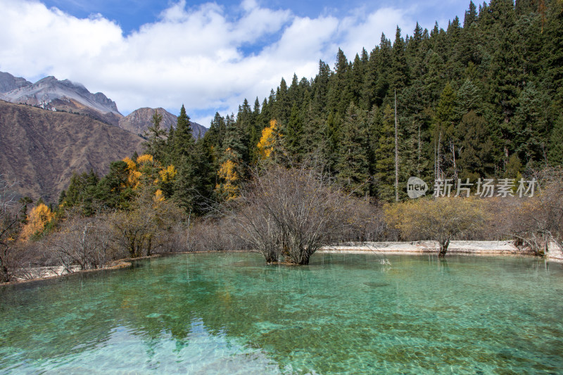 四川阿坝黄龙景区雪山下钙华彩池秋景