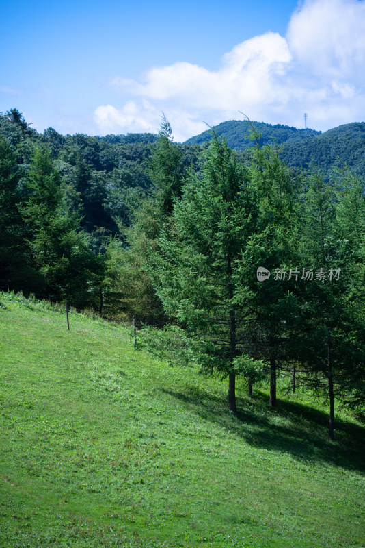 阳光下的草原牧场