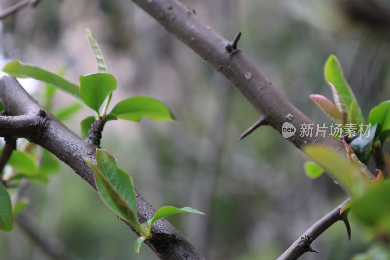 带刺树枝与嫩绿新叶