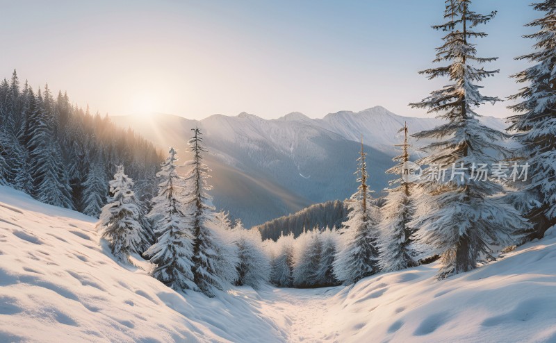 冬季森林白雪覆盖风景