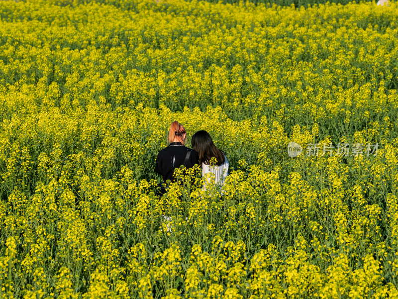 春天武汉森林公园的油菜花海