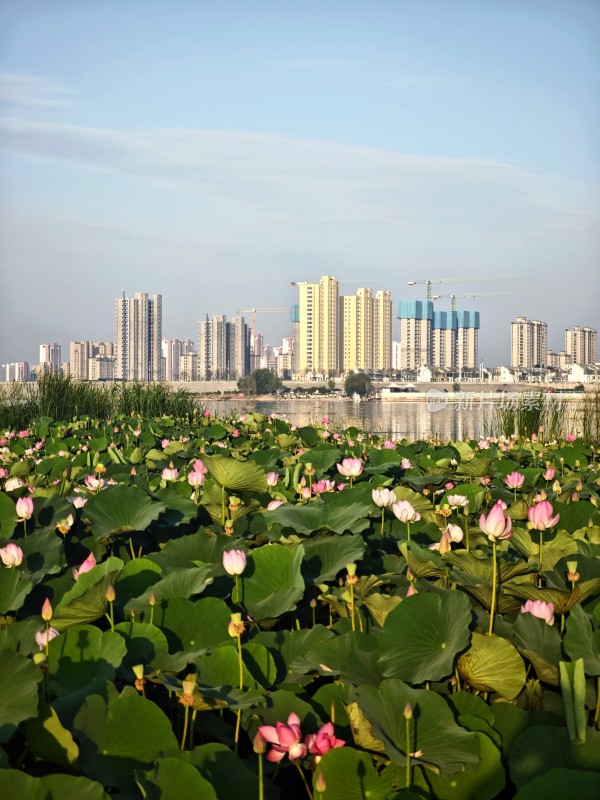 孟子湖荷塘荷花自然风光