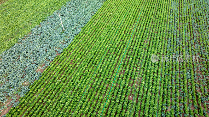 航拍农业农田绿色蔬菜基地