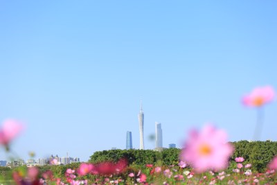 广州城市风光与花卉景观