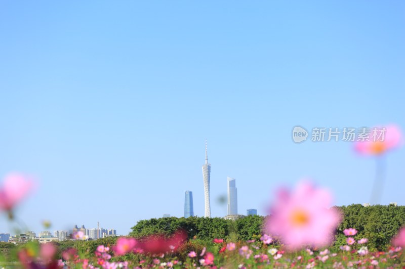 广州城市风光与花卉景观