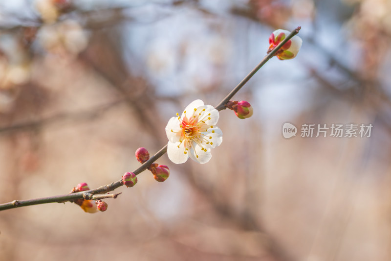 枝头绽放的梅花与含苞待放的花骨朵