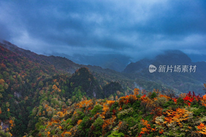 四川光雾山森林美景