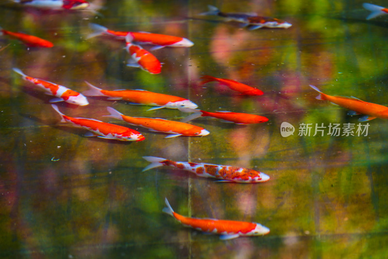 池塘中游动的锦鲤群