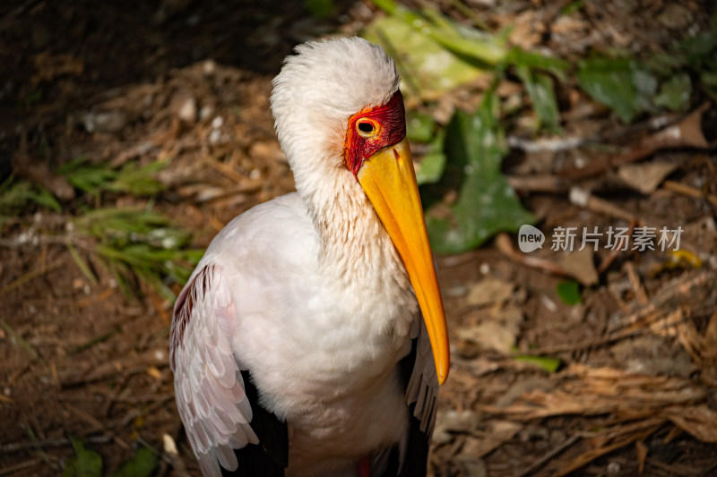 黄嘴鹮鹳特写展示其独特的外貌特征