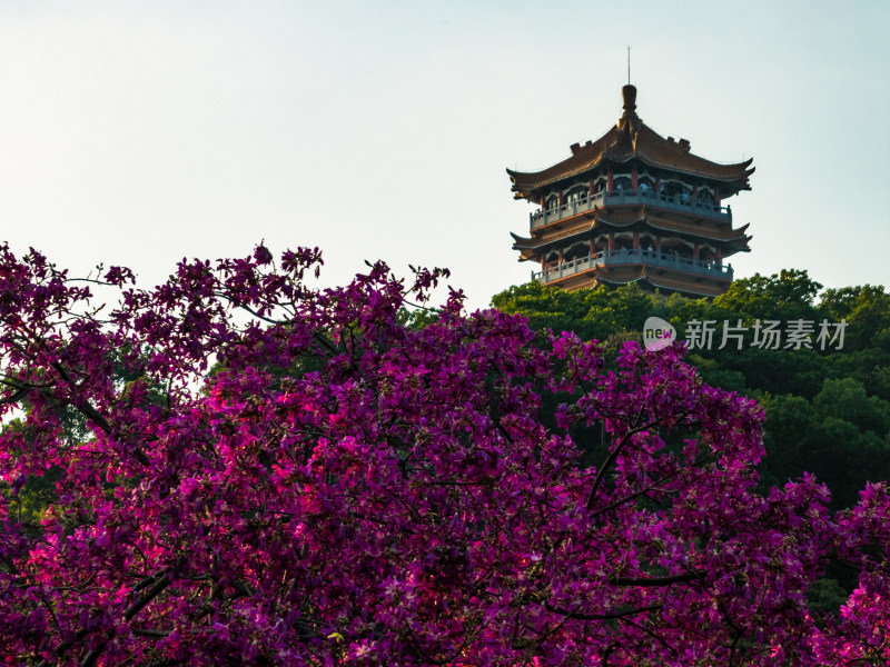 广州麓湖最大粉色异木棉开花航拍实拍照片