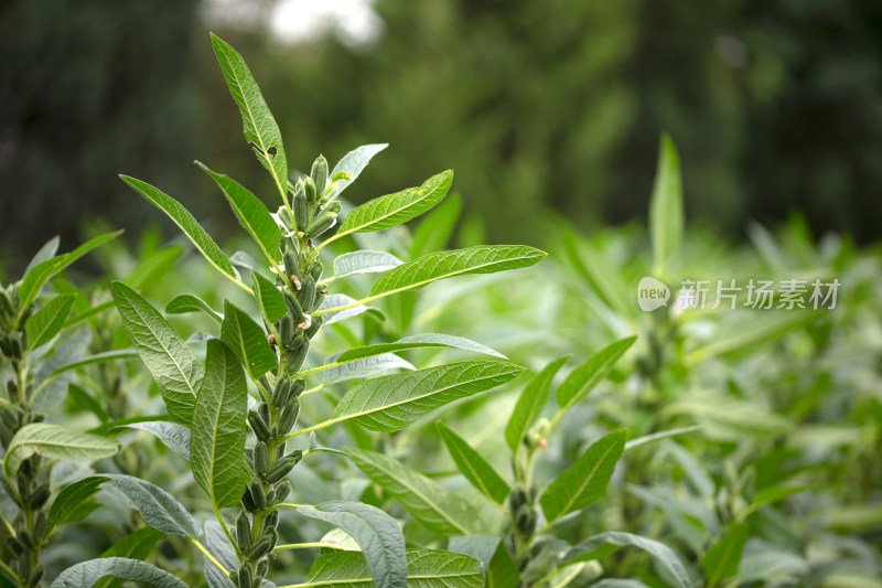 硕果累累的芝麻