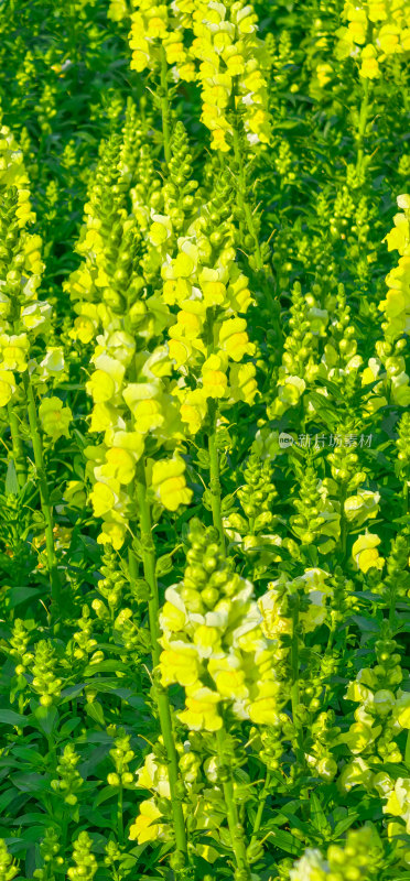 佛山市顺峰山公园盛开的金鱼草花海