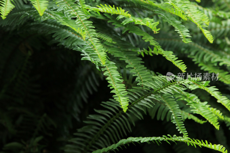 绿草蕨类植物背景素材