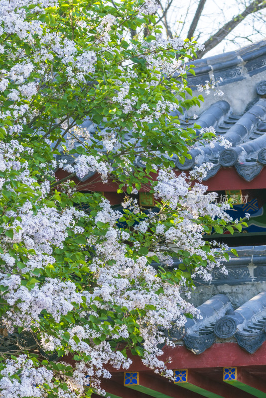 丁香花和古建筑一角