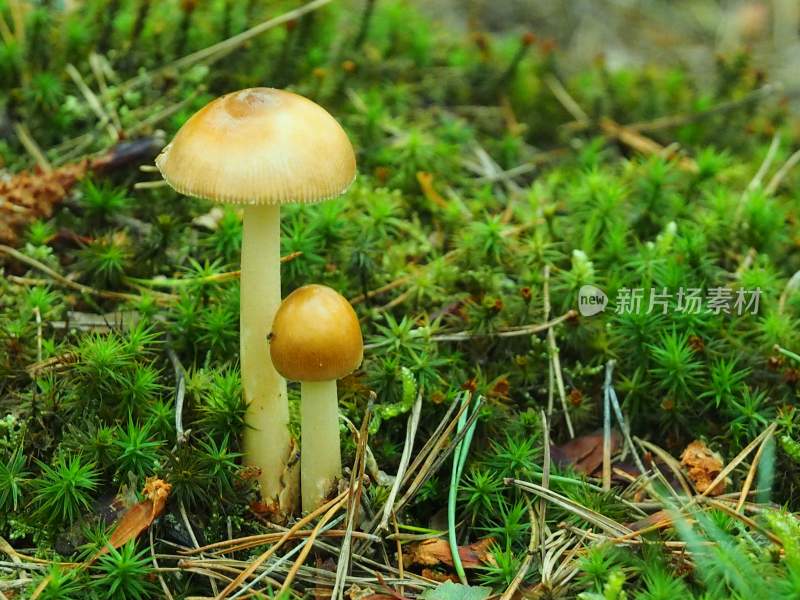 野生菌蘑菇生长环境菌类山菌