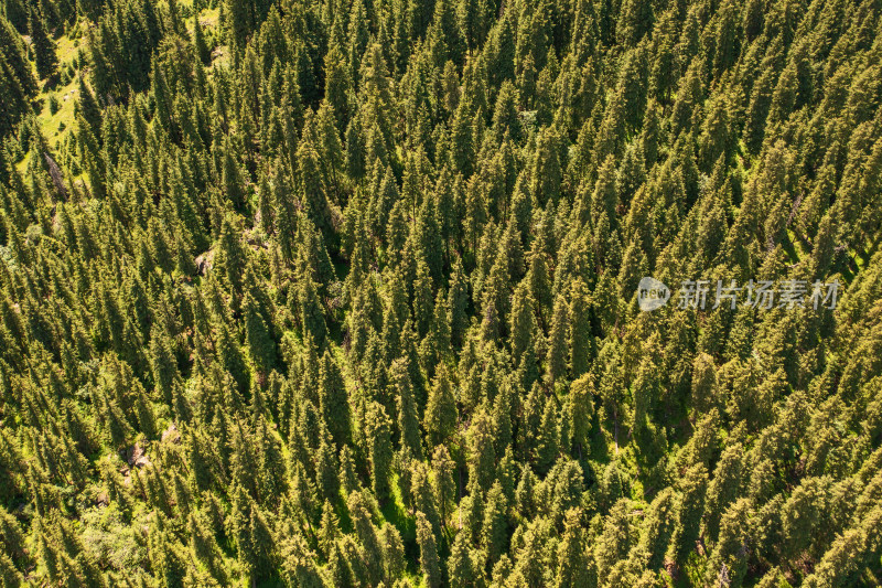 中国新疆树林自然风景