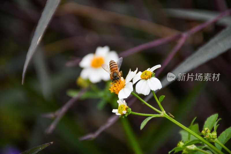 蜜蜂在白色小花上采蜜