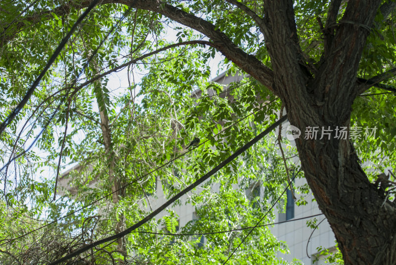 绿树繁茂枝叶特写