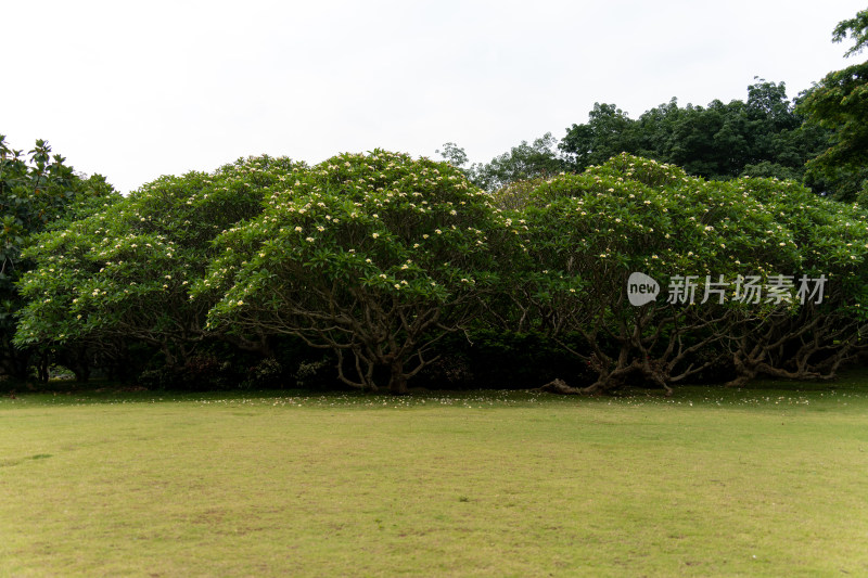 公园里的鸡蛋花树