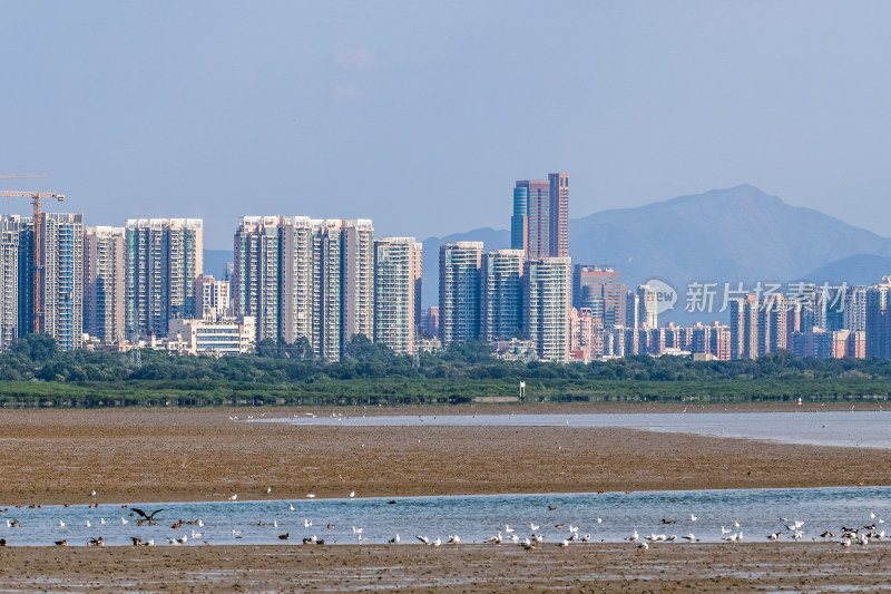 海鸥、红嘴鸥